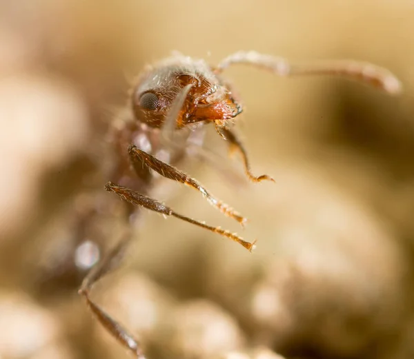 Liten Myra Naturen Supermakro Parken Naturen — Stockfoto