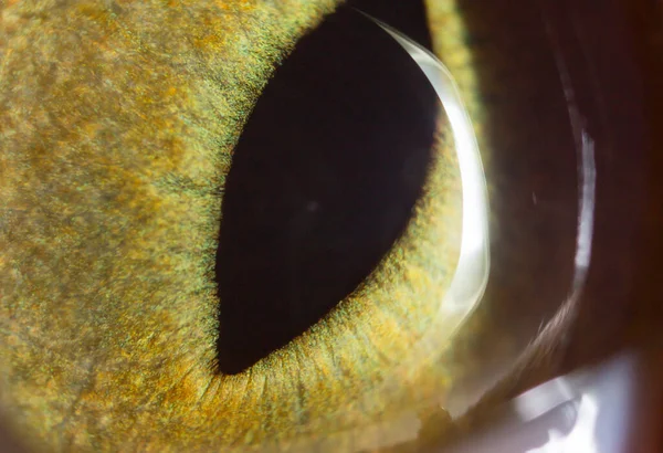 Żółte Kocie Oczy Super Makro Parku Przyrodzie — Zdjęcie stockowe