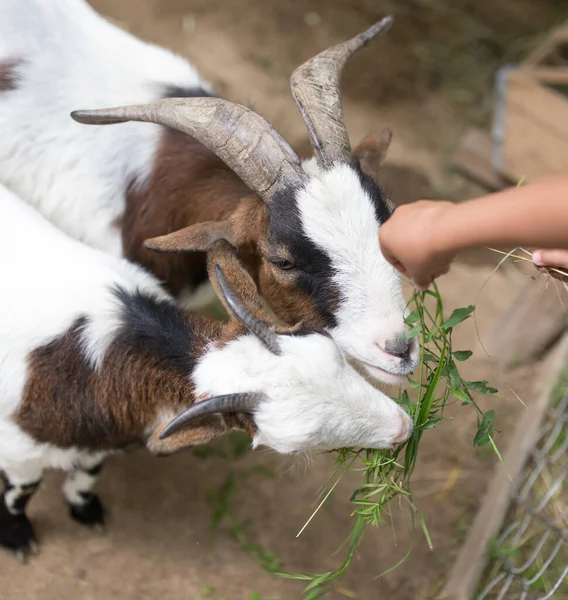 Capra Mangiare Erba Con Mani Nel Parco Nella Natura — Foto Stock