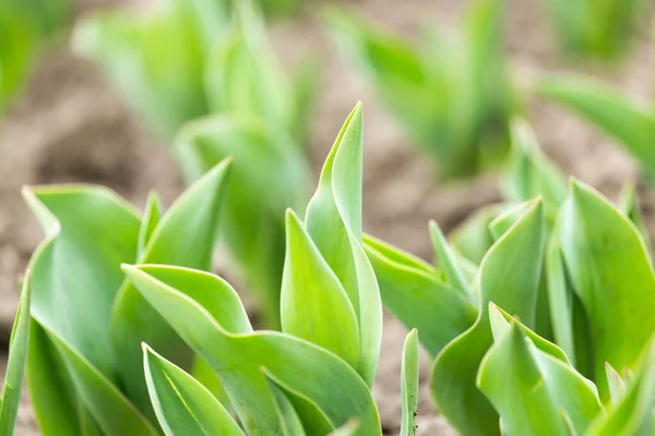 Las Hojas Verdes Del Tulipán Naturaleza — Foto de Stock