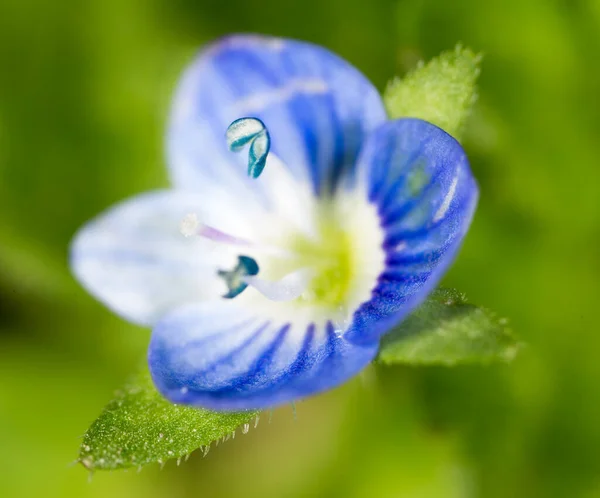 Küçük Mavi Çiçek Süper Makro Doğadaki Parkta — Stok fotoğraf