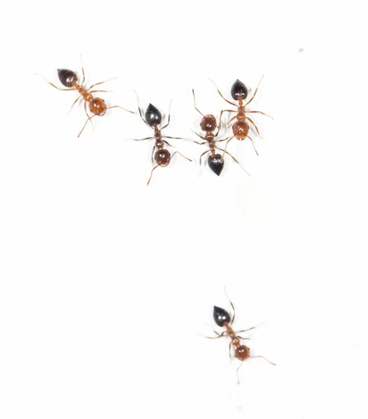 Ants White Wall Photos Studio — Stock Photo, Image