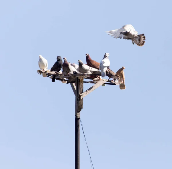 蓝天上的一群鸽子 在大自然的公园里 — 图库照片