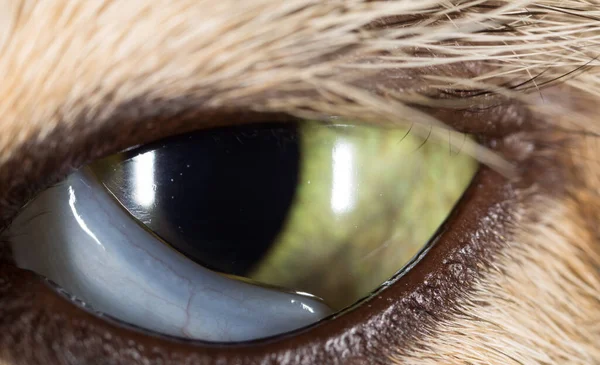 Cat Eyes Nature Macro Photos Studio — Stock Photo, Image