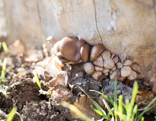 Oyster Mushrooms Tree Stump Nature — Stock Photo, Image