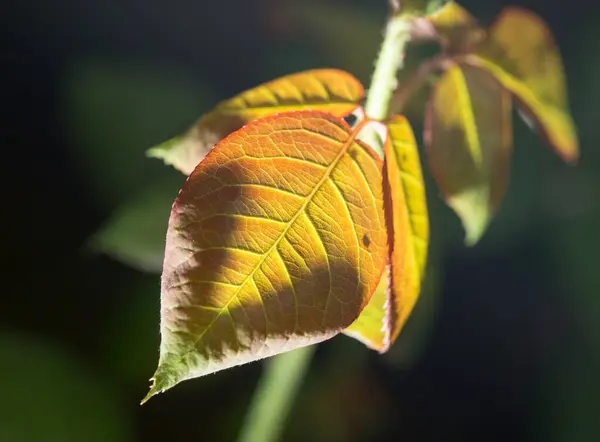Vackert Löv Svart Utomhus Parken Naturen — Stockfoto