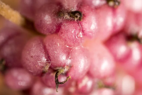 Amoreira Baga Árvores Como Pano Fundo Macro — Fotografia de Stock