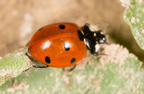Ladybug Plant Nature — Stock Photo, Image