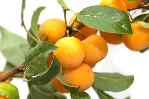 Yellow Plum White Background Park Nature — Stock Photo, Image