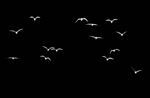 Silhouette Troupeau Oiseaux Sur Fond Noir — Photo