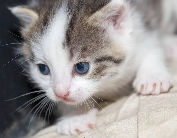 Küçük Bir Kedi Yavrusunun Portresi Fotoğraflar Stüdyoda — Stok fotoğraf