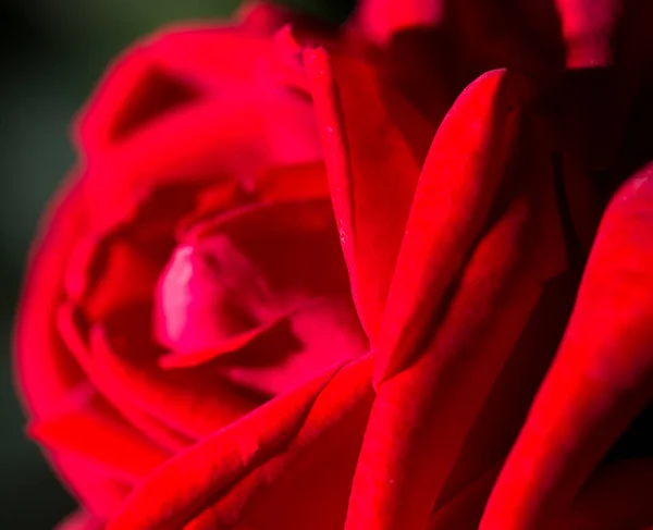 Όμορφο Κόκκινο Τριαντάφυλλο Φόντο Μακροεντολή — Φωτογραφία Αρχείου