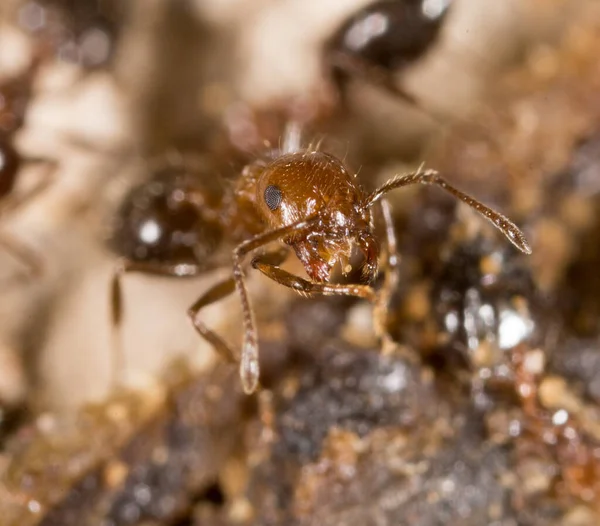 Doğadaki Küçük Karınca Makro Doğadaki Parkta — Stok fotoğraf