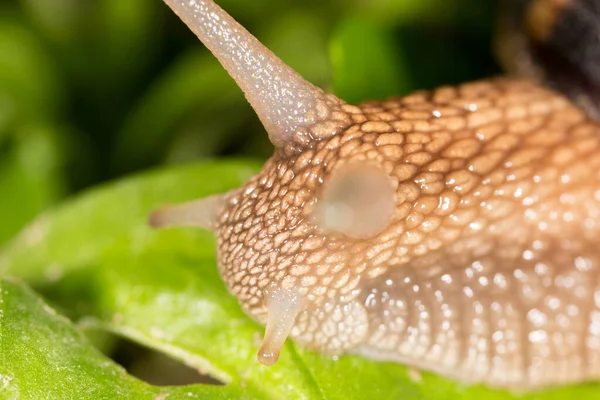Detail Snail Nature Super Macro — Stock Photo, Image