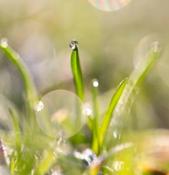 Belle Herbe Avec Des Gouttes Rosée Dans Parc Dans Nature — Photo