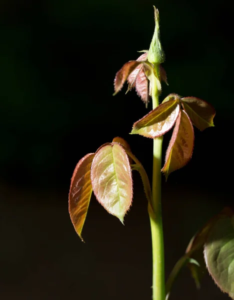 Красивый Лист Черном Воздухе Парке Природе — стоковое фото
