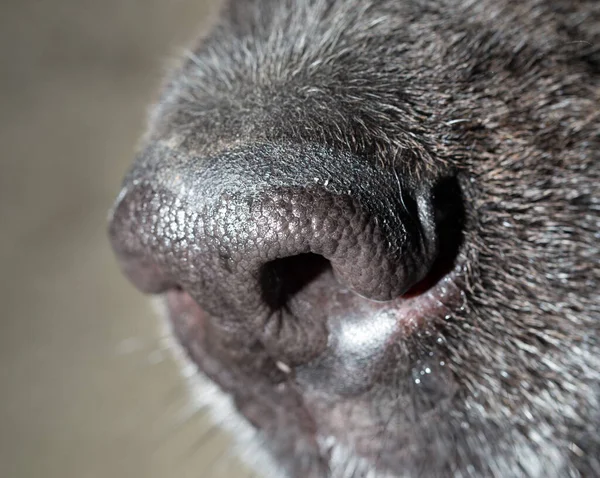 Vacker Svart Hund Näsa Makro Parken Naturen — Stockfoto