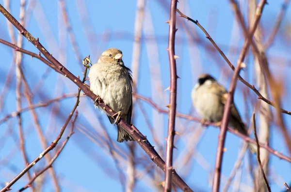 Sparrow Tree Blue Sky — Stock Photo, Image