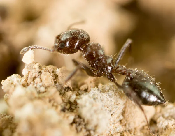 Doğadaki Küçük Karınca Süper Makro Doğadaki Parkta — Stok fotoğraf