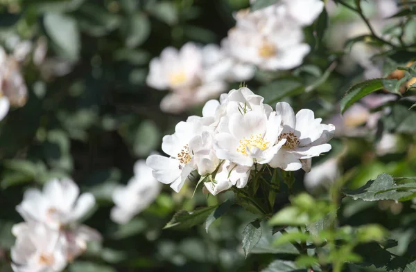 自然の中で美しい白い花 自然公園で — ストック写真