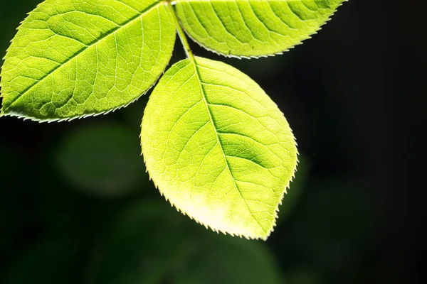 Beautiful Leaf Black Outdoors Park Nature — Stock Photo, Image