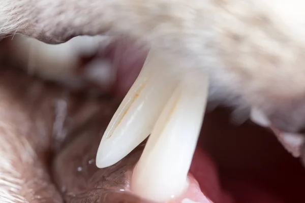 Cat Sharp Teeth Super Macro Park Nature — Stock Photo, Image