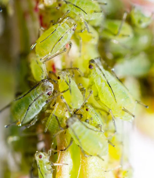Extreme magnification - Green aphids on a plant .