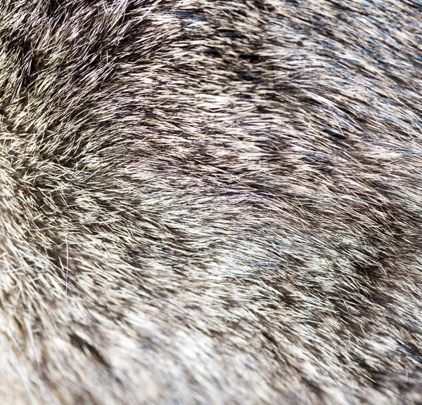 Cat Fur Background Texture Photo Abstract Texture — Stock Photo, Image