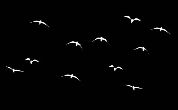 Siyah Arka Planda Bir Kuş Sürüsünün Silueti — Stok fotoğraf