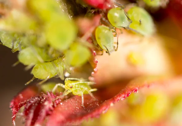 极端放大镜 植物上的绿色蚜虫 — 图库照片