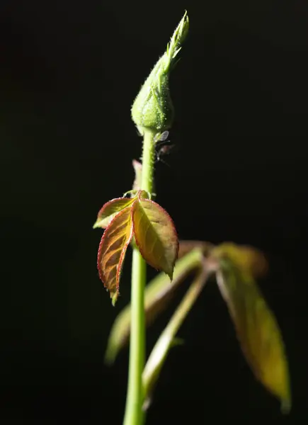 Mooi Blad Zwart Buiten Het Park Natuur — Stockfoto