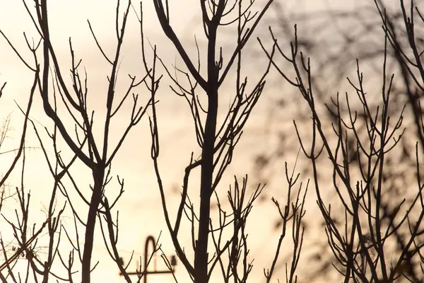 Kala Grenar Ett Träd Vid Soluppgången Sol — Stockfoto