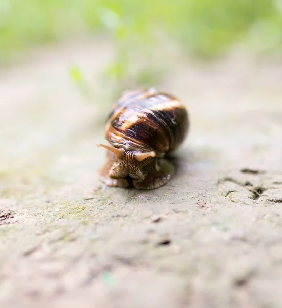 Snail Ground Nature Park Nature — Stock Photo, Image