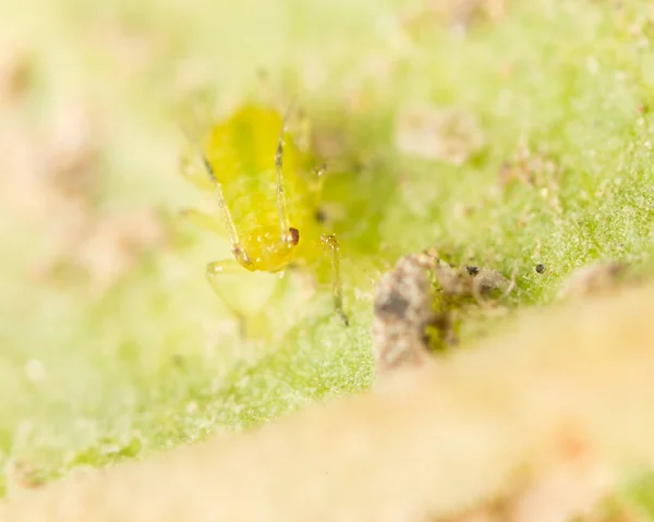 Extreme magnification - Green aphids on a plant .