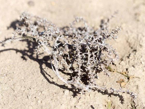 Torrt Gräs Taggig Tumbleweed Fält Naturen — Stockfoto