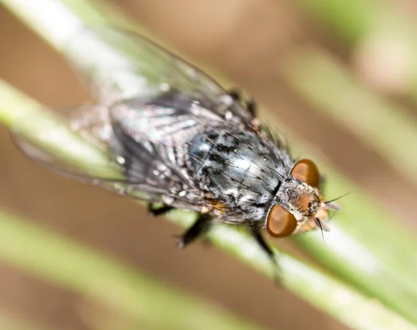 Voar Natureza Super Macro Parque Natureza — Fotografia de Stock