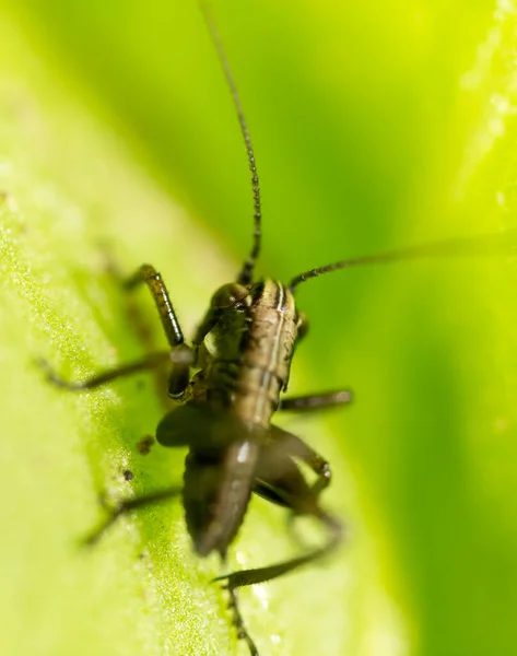 Kobylka Zeleném Listu Makro Parku Přírodě — Stock fotografie