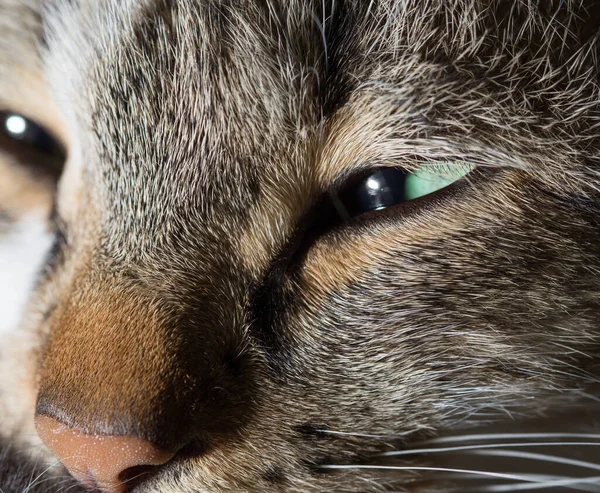 自然界の猫の目 マクロだ スタジオの写真 — ストック写真