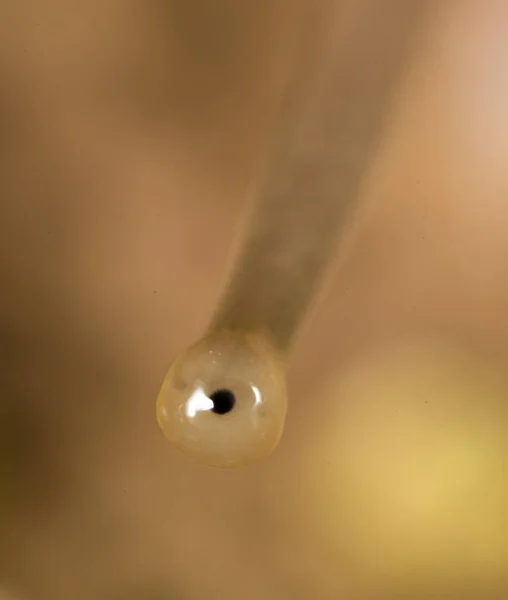 Augenschnecke Der Natur Super Makro Park Der Natur — Stockfoto