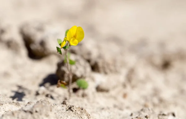Young Yellow Flower Dry Ground Park Nature — Stock Photo, Image