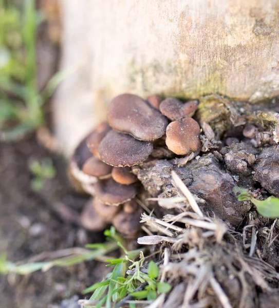 Oyster Mushrooms Tree Stump Nature — Stock Photo, Image