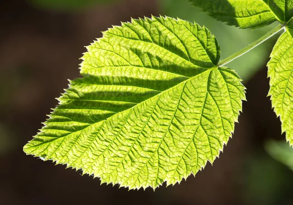 Schönes Blatt Auf Schwarzem Grund Park Der Natur — Stockfoto