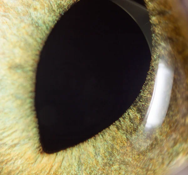 Yellow Cat Eyes Super Macro Park Nature — Stock Photo, Image