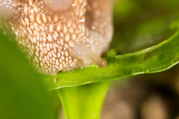 Detalhe Caracol Natureza Super Macro — Fotografia de Stock