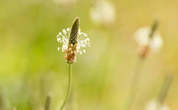 Fleur Sur Herbe Dans Nature Macro Dans Parc Dans Nature — Photo