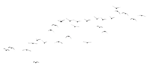 Sylwetka Stada Ptaków Białym Tle — Zdjęcie stockowe