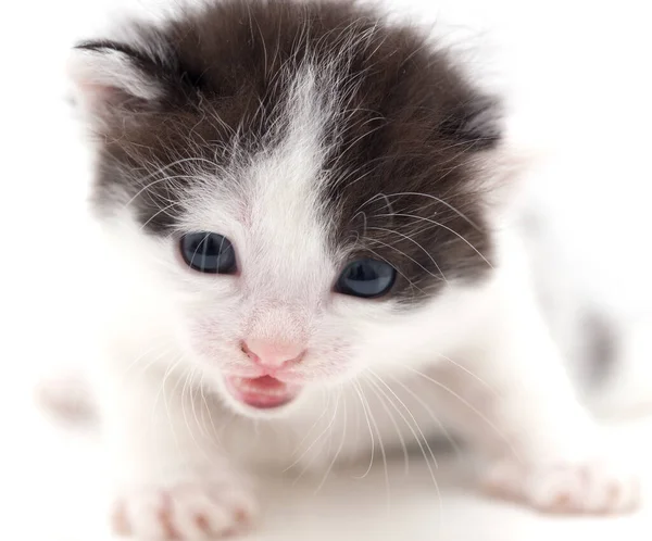 Liten Kattunge Vit Bakgrund Bilder Studion — Stockfoto