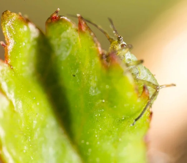 極端な倍率 植物の緑のアブラムシ — ストック写真