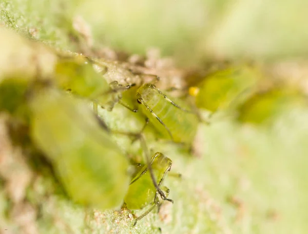 Ingrandimento Estremo Afidi Verdi Una Pianta — Foto Stock