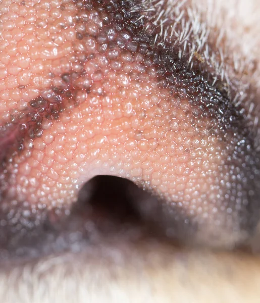 Mooie Kattenadem Supermacro Het Park Natuur — Stockfoto